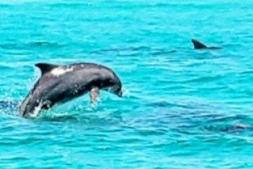 Dolphin jumping out of turquoise ocean water.