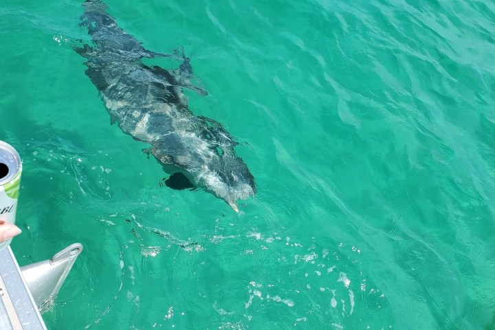 Person's feet near large fish swimming by boat in clear turquoise water.