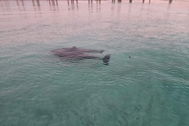 Shark swimming in clear water near a pier with pillars.