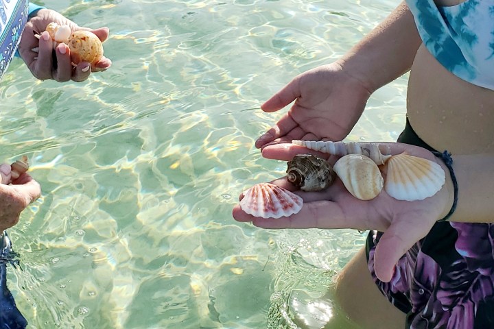 Hands holding seashells above clear water at a beach.