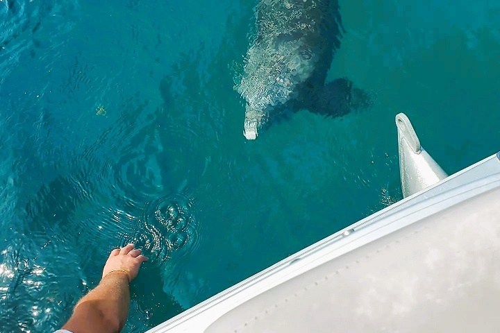 Person on boat watching a manatee in the water below.