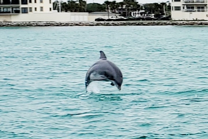 A dolphin leaping out of the water near buildings by the shoreline.