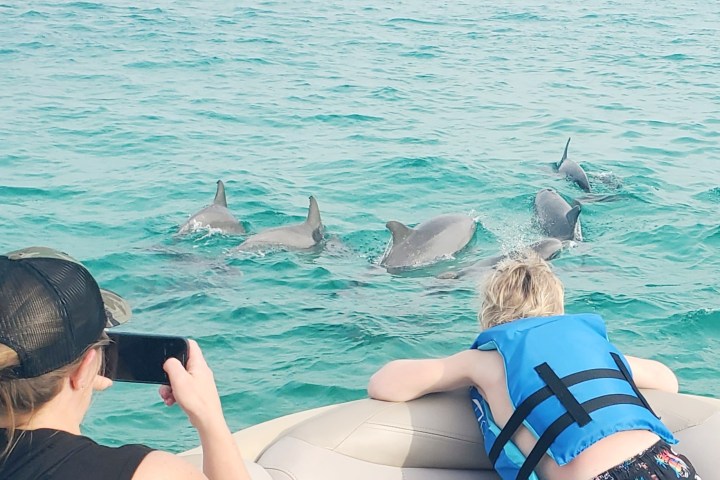 People on a boat watch a pod of dolphins swimming in the ocean.