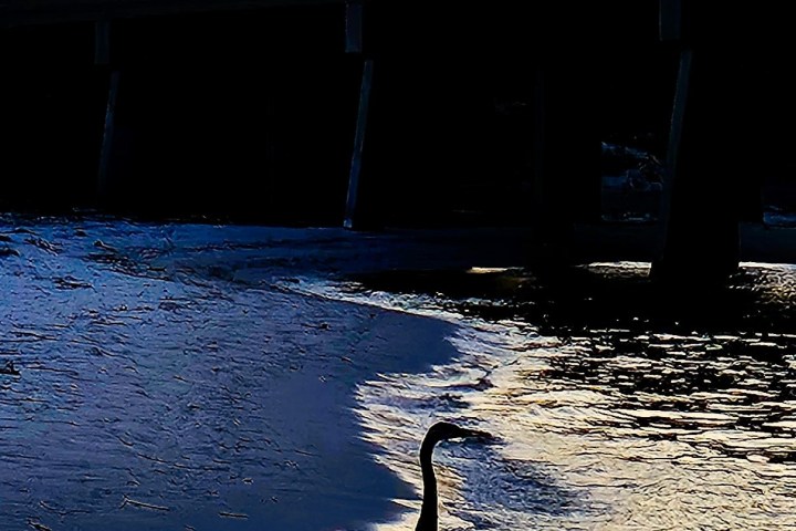 Silhouette of bird on water at sunset, with a bridge in the background.